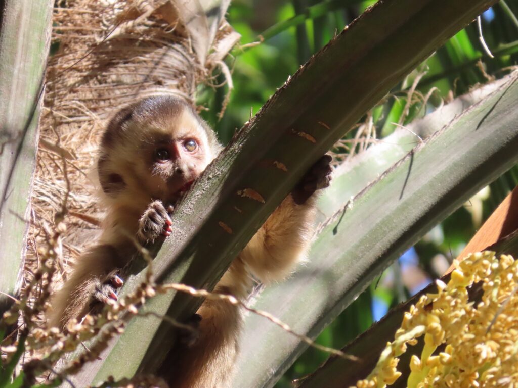 Pesquisa da USP orienta convivência segura com macacos-prego no Parque Areião em Goiânia