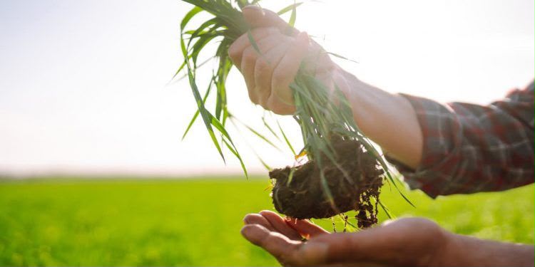 Brasil abre 13 novos mercados para produtos do agronegócio e amplia oportunidades para Goiás