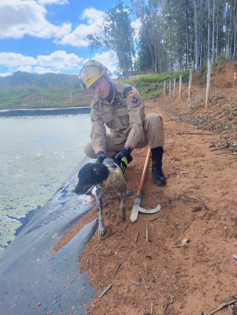 Bombeiros resgatam cachorro preso em represa de frigorífico em Pires do Rio