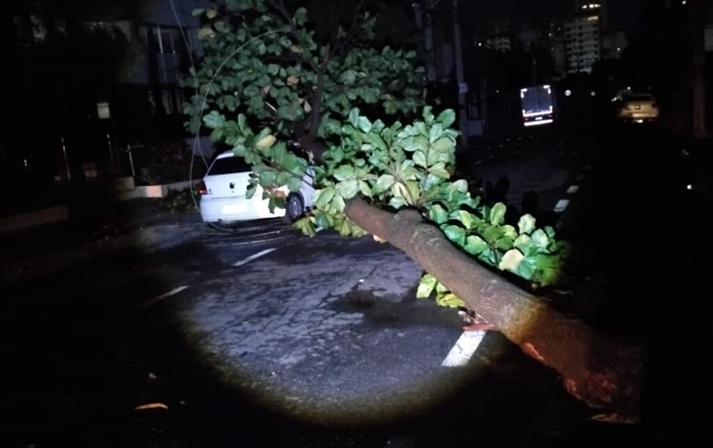 Goiânia registra 23 ocorrências de quedas de árvores e galhos quebrados durante temporal