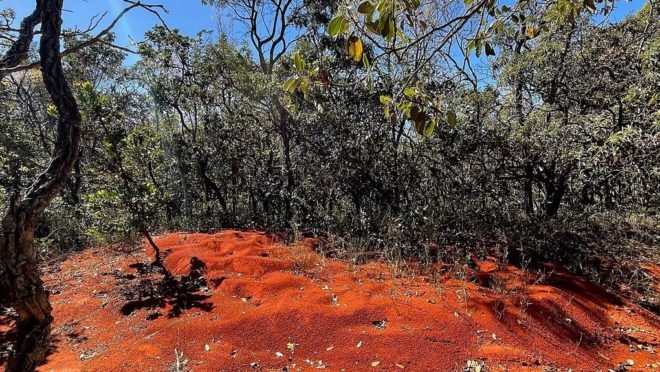Condenado por desmatamento ilegal de Cerrado em Mimoso de Goiás, empresário é multado em mais de R$ 290 mil