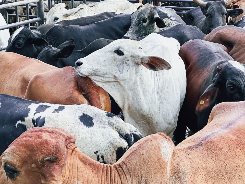 Estado regulamenta perdão de dívidas de ICMS para mais de 10 mil produtores rurais goianos