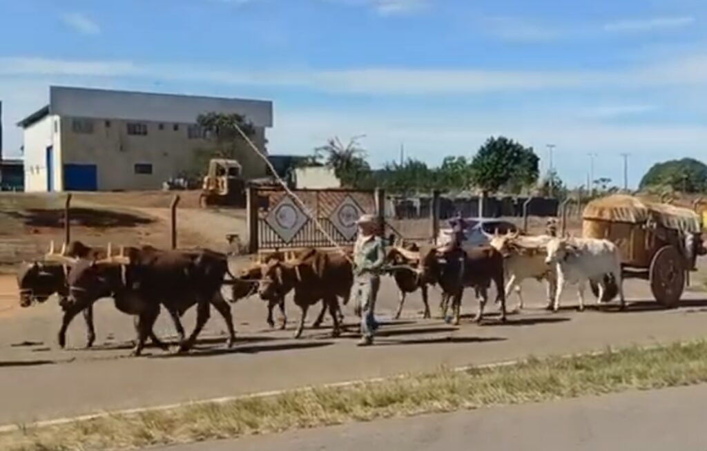 Romeiros em carros de boi iniciam travessia pela BR-153 rumo à Festa de Trindade