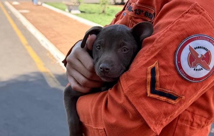 Cão é resgatado de bueiro e encontra novo lar em Jataí