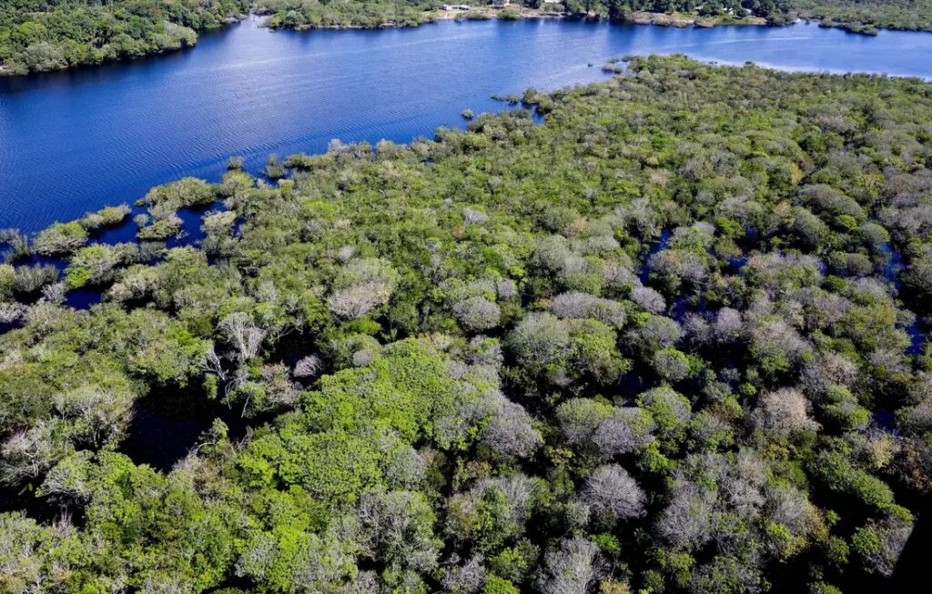Alertas de desmatamento na Amazônia caem 35% em junho de 2026