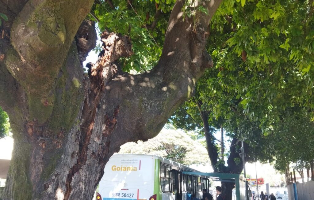 Comurg substitui árvore com risco iminente de queda na Avenida Paranaíba em Goiânia