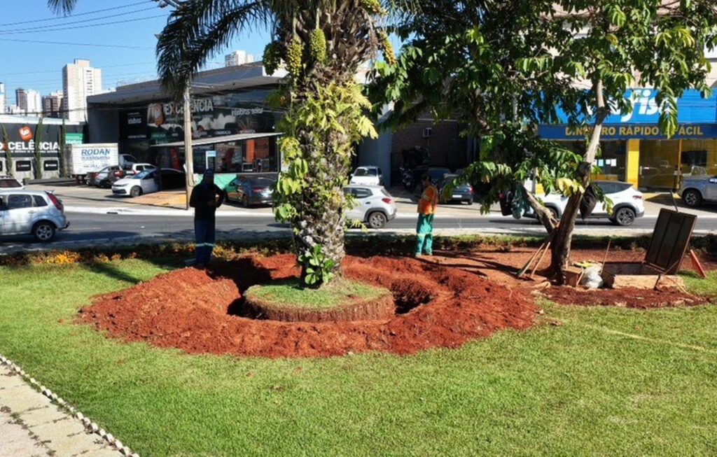 Comurg inicia transplante de árvores da Praça Ciro Lisita em Goiânia