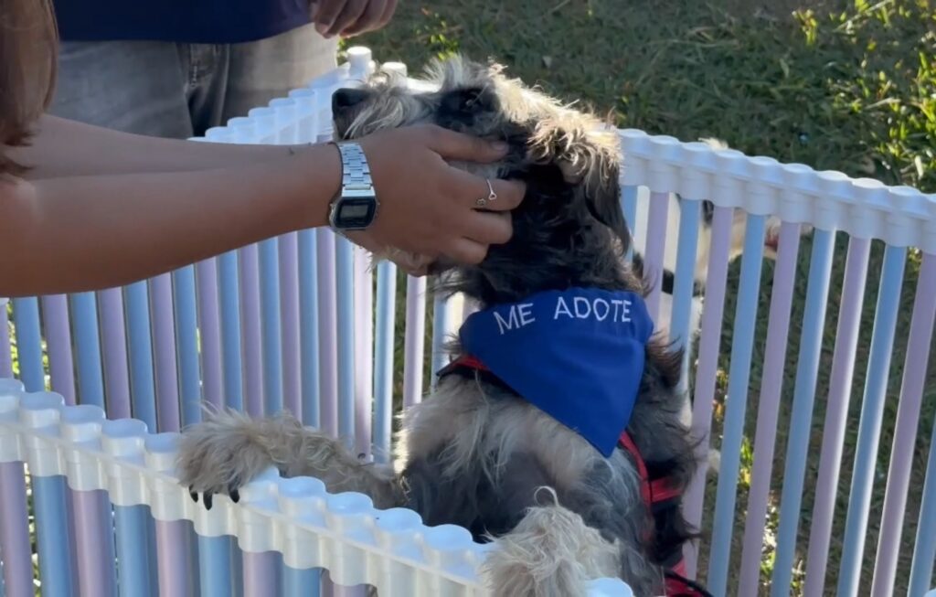 Prefeitura de Aparecida amplia programa de adoção de pets com ação em parque municipal