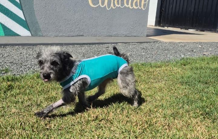 Prefeitura de Aparecida promove evento de adoção responsável de animais