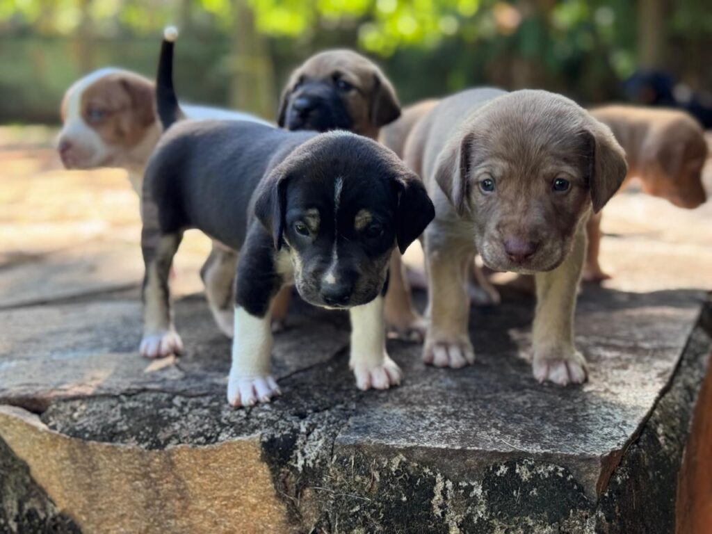 Prefeitura de Goiânia abre inscrições para Programa de Castração Gratuita com 1,5 mil vagas para cães e gatos