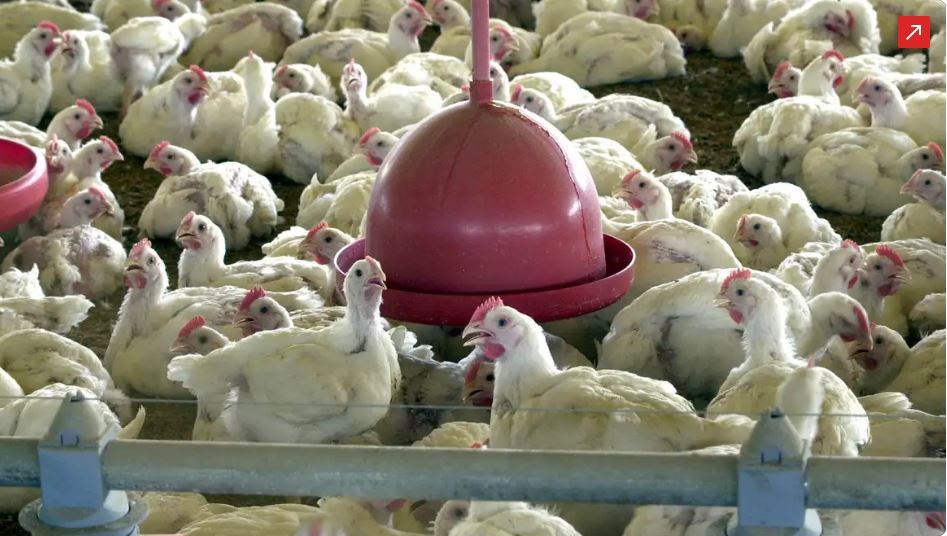 SP confirma primeiro caso de gripe aviária em ave silvestre em 2026