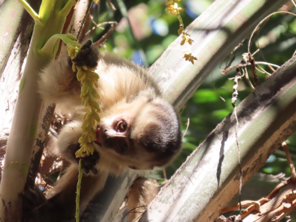 Amma orienta população sobre como agir ao encontrar animais silvestres em Goiânia