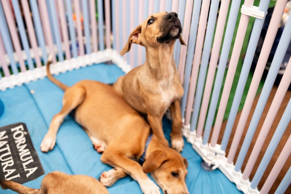 Goiânia recebe 12ª edição do Adota Pet com animais vacinados e castrados e vermifugados