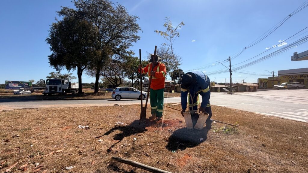 Comurg planta 156 mudas de árvores em bairros de Goiânia