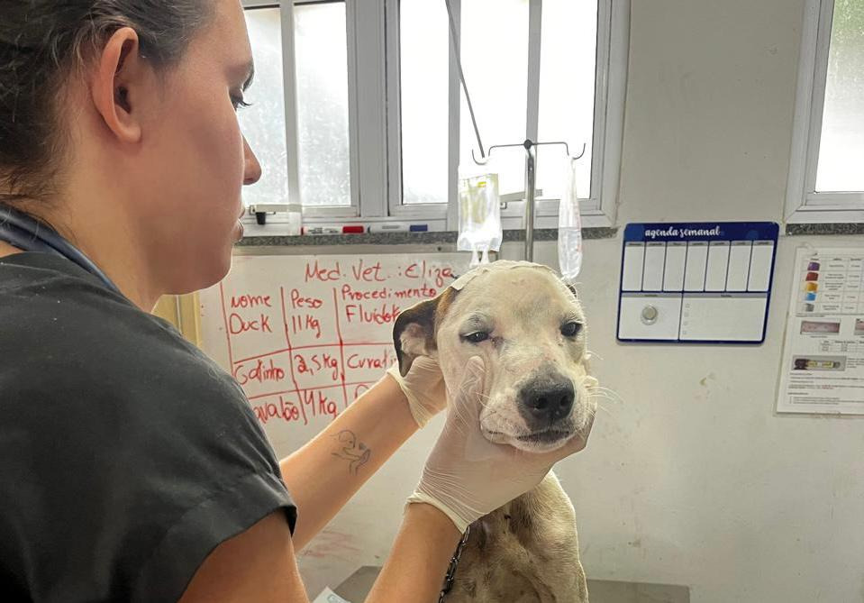 Serviço público veterinário de Goiânia realiza 21 mil atendimentos em 2026