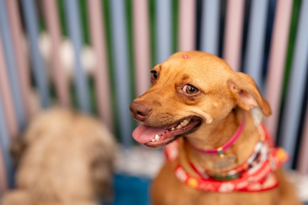 Goiânia recebe nova edição do Adota Pet com 20 cães à espera de um novo lar