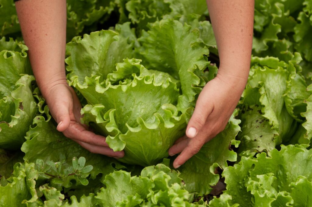 Alimentação escolar em Goiás conta com produtos da agricultura familiar