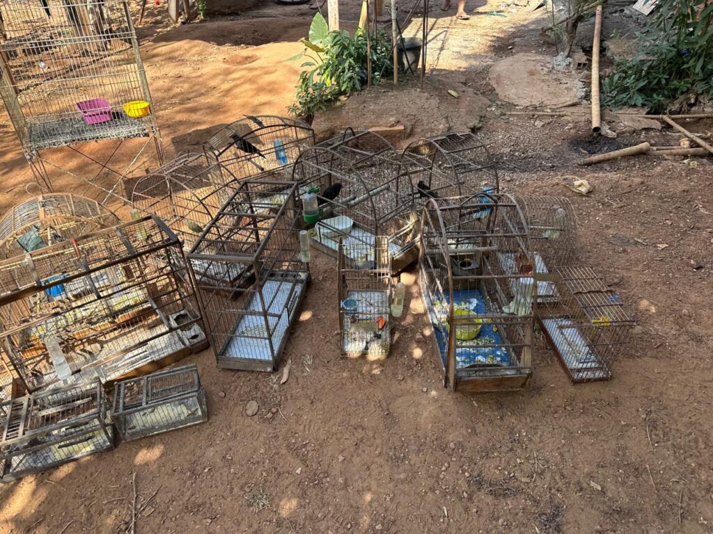 Prefeitura de Aparecida de Goiânia apreende 20 aves silvestres sem documentação após denúncia