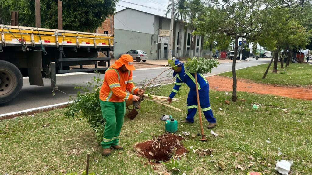 Comissão da Câmara aprova substituição de árvores de copas pequenas por espécies frondosas em vias públicas de Goiânia 