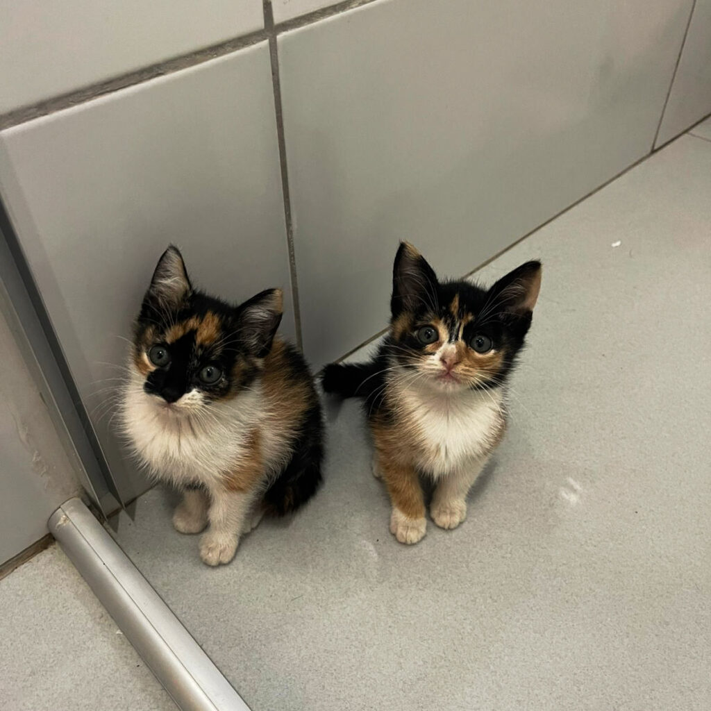 Evento de adoção responsável na Grande Goiânia busca lares para 35 cães e gatos resgatados