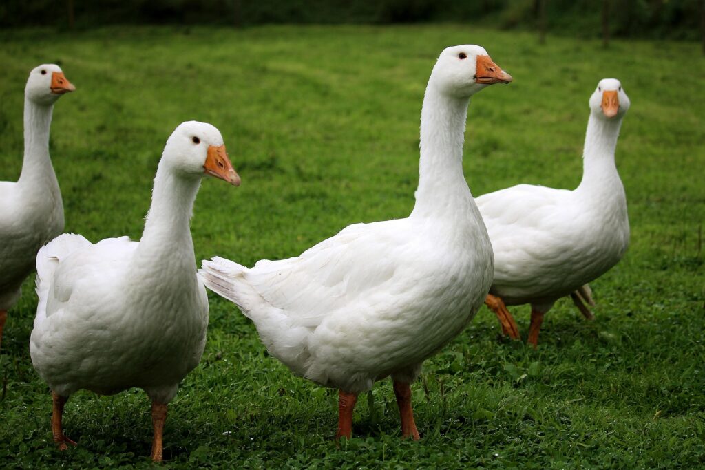 Lula sanciona lei que proíbe venda de foies gras