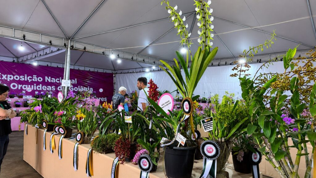Exposição Nacional de Orquídeas une natureza e solidariedade em campanha de arrecadação para a Santa Casa de Goiânia