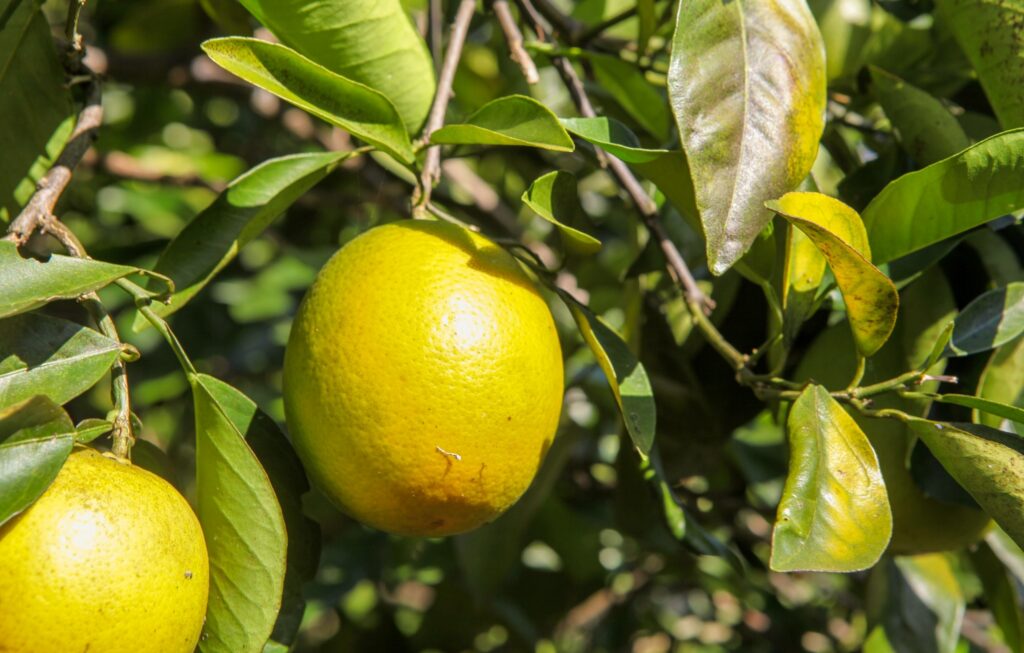 Controle fitossanitário contribui para aumento da produção de citros em Goiás