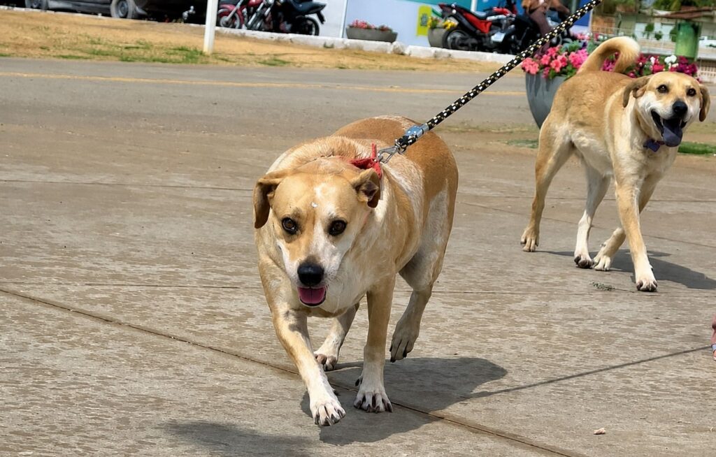 1º Circuito PATA reúne mil inscritos em corrida e caminhada pela causa animal em Aparecida