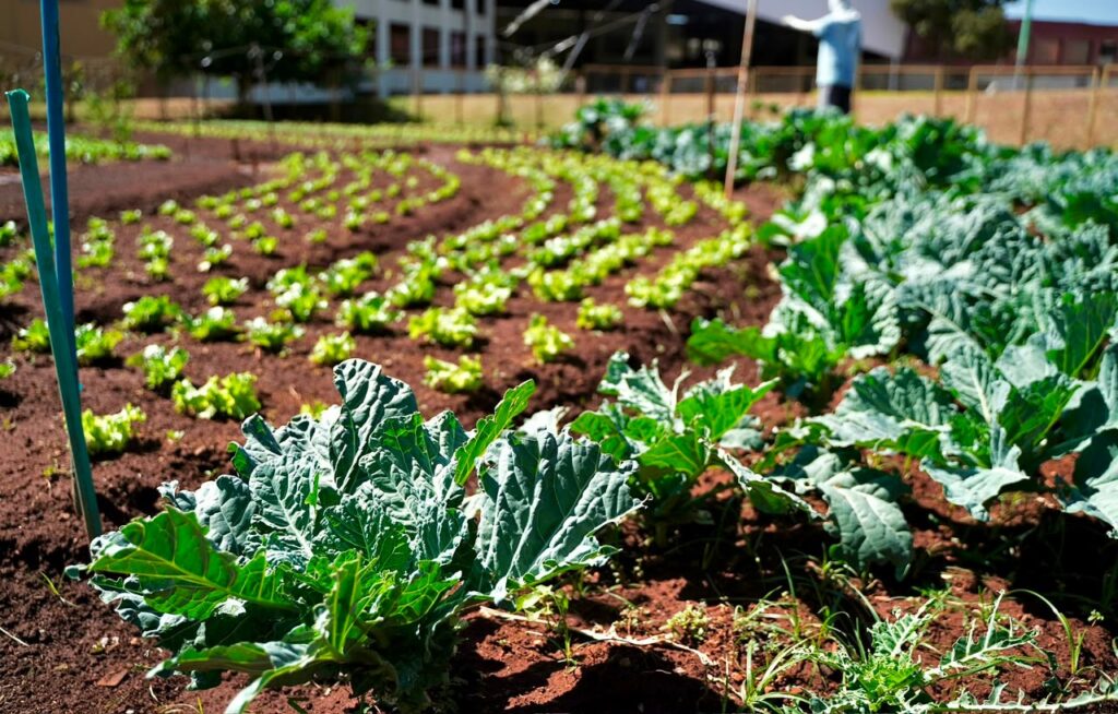 Programa da prefeitura de Goiânia permite troca de materiais recicláveis por alimentos