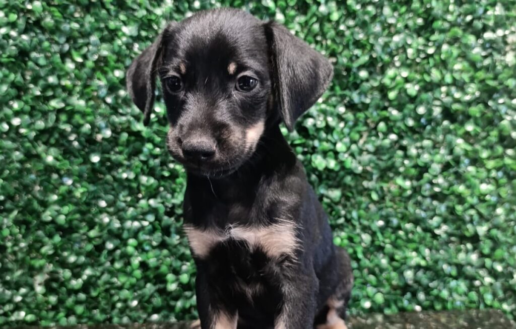 Aparecida comemora um ano do projeto de adoção de cães e gatos “Deu Match Com Meu Pet”