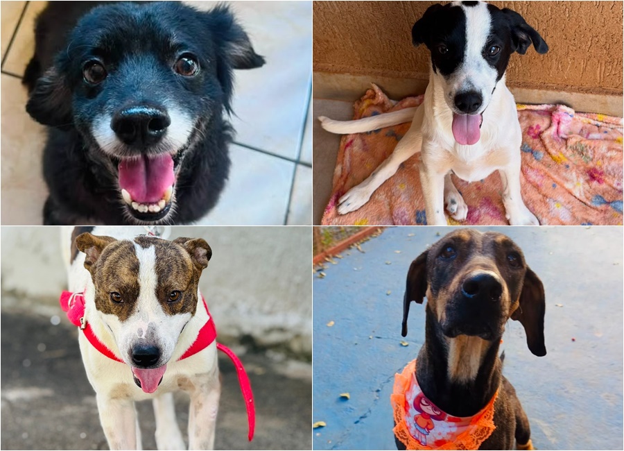 Evento em Goiânia reúne mais de 20 cachorros e gatos para adoção