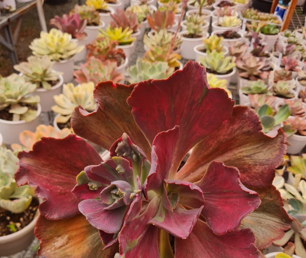 Goiânia recebe bazar com plantas a partir de R$ 2,50 e espécies raras