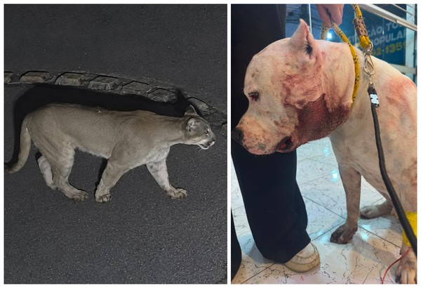 Pitbull enfrenta onça-parda para proteger família em condomínio de SP