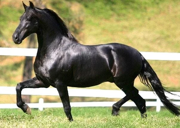 Império Marchador 2026 reúne cavalos de alta performance, leilões e programação para toda a família em Goiânia