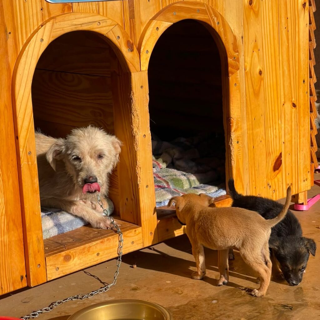 Seis cães são abandonados no prédio da Cidade Administrativa em Aparecida de Goiânia