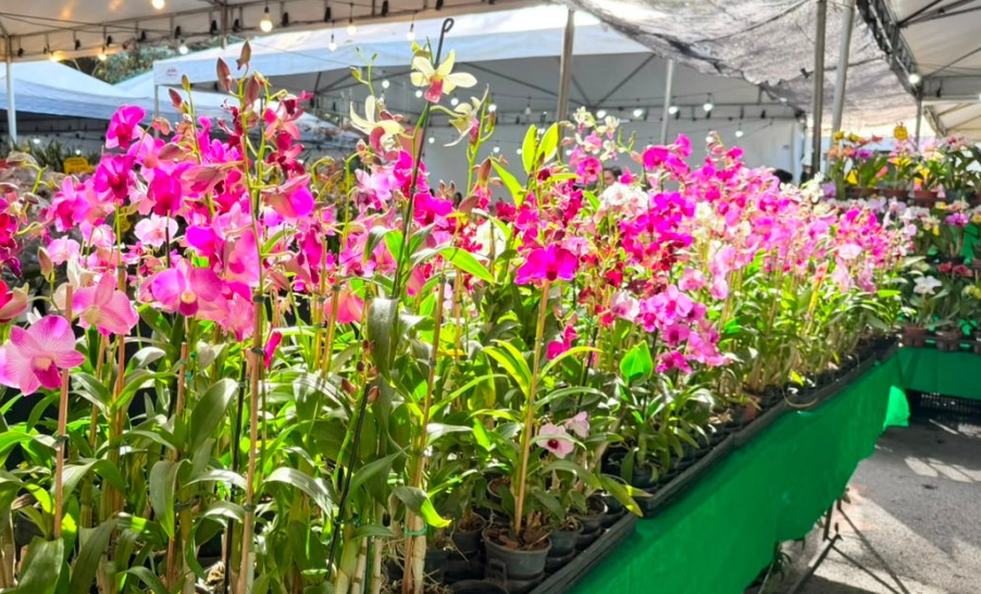 Feira de Orquídeas arrecadará alimentos para a Santa Casa de Goiânia