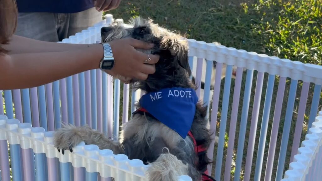 Prefeitura de Aparecida de Goiânia realiza feira de adoção de pets no Parque Lafaiete