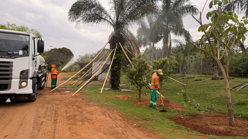 Comurg diz que recuperação das árvores retiradas da Praça Ciro Lisita em Goiânia segue dentro do previsto