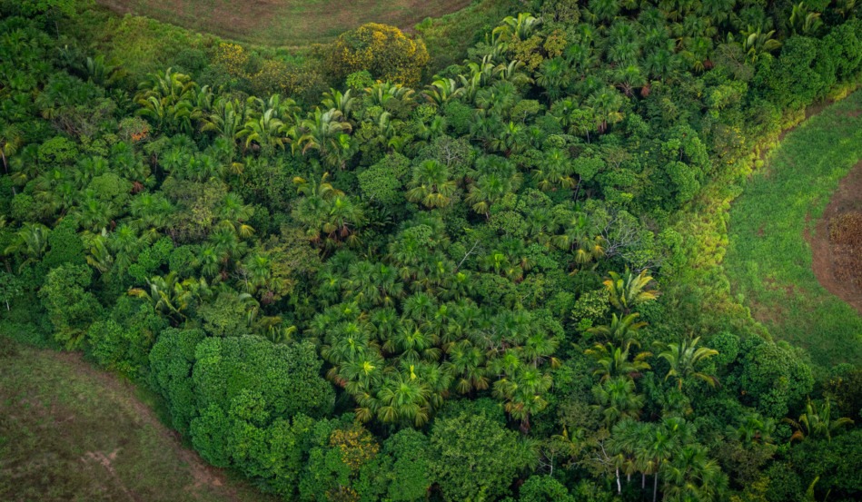 Formação de capital e transição verde: evento reúne lideranças do mercado em Goiânia