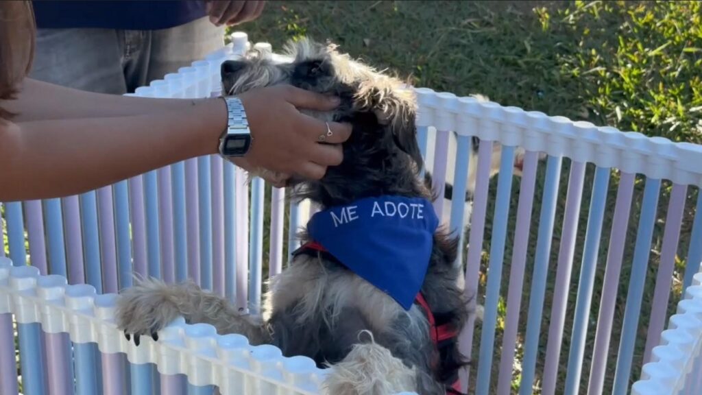 Evento de adoção responsável de cães e gatos será realizado em Aparecida de Goiânia