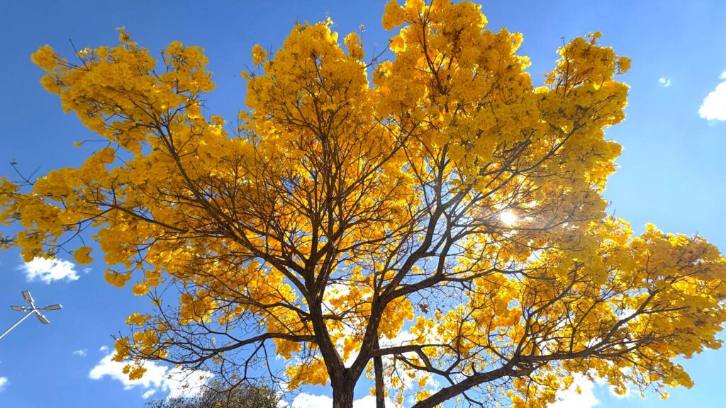Cerca de 50 mil ipês transformam paisagem de Goiânia durante período de floração