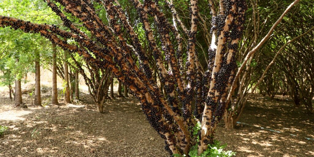 Hidrolândia abre temporada da jabuticaba