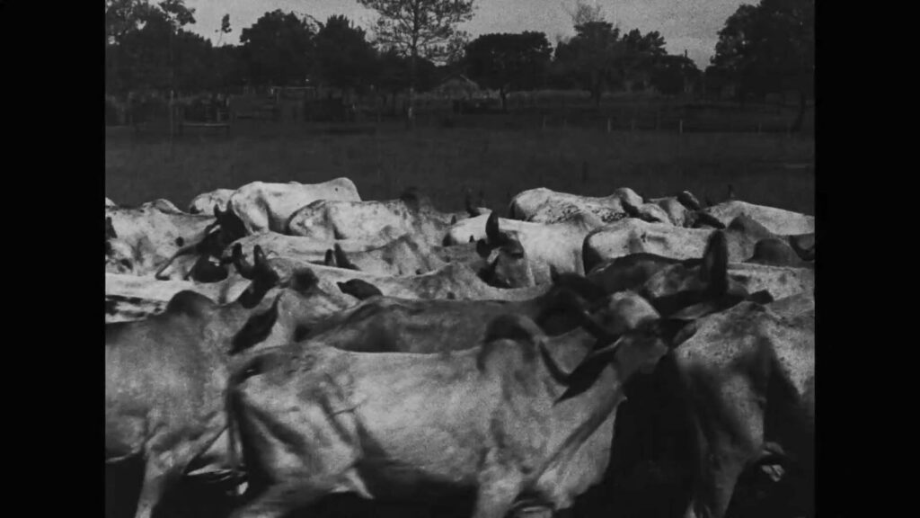 Cine Cultura estreia documentário goiano e clássico de Michael Haneke