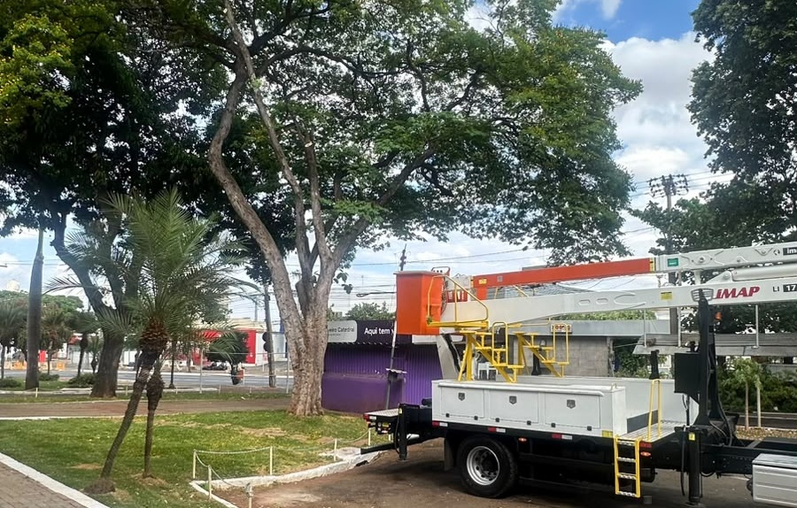 Árvore da Praça da Catedral quase é cortada sem autorização em Goiânia