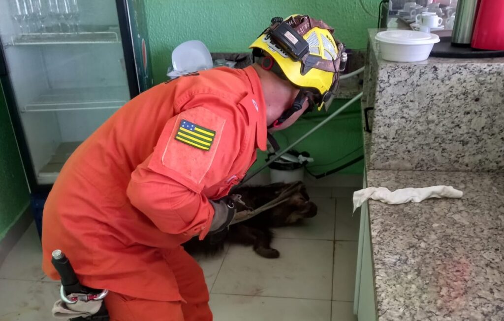Tamanduá-bandeira é encontrado com ferimentos nas patas dianteiras em clube no município de Caldas Novas
