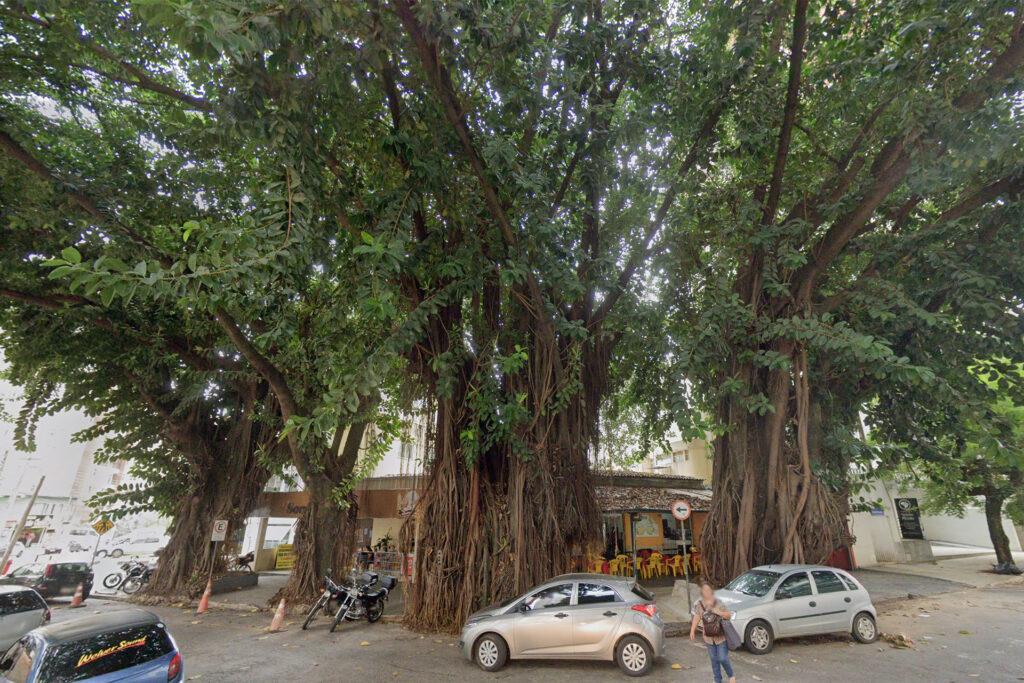 MPGO recomenda suspensão imediata de corte de gameleiras em praça de Goiânia