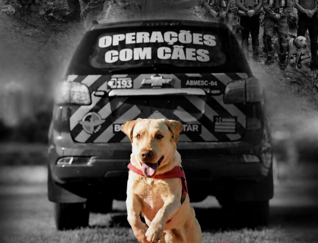 Bombeiros de Goiás anunciam morte do cão de resgate Fênix