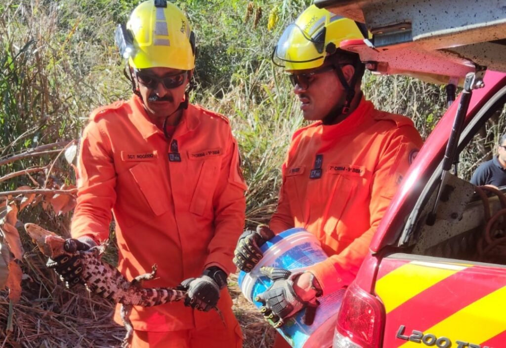 Filhote de jacaré é resgatado em rede de drenagem de águas pluviais em Caldas Novas