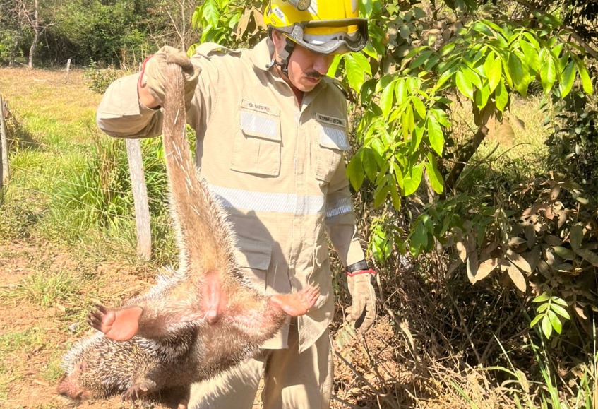 Bombeiros resgatam ouriço-cacheiro em propriedade rural na região de Bela Vista de Goiás