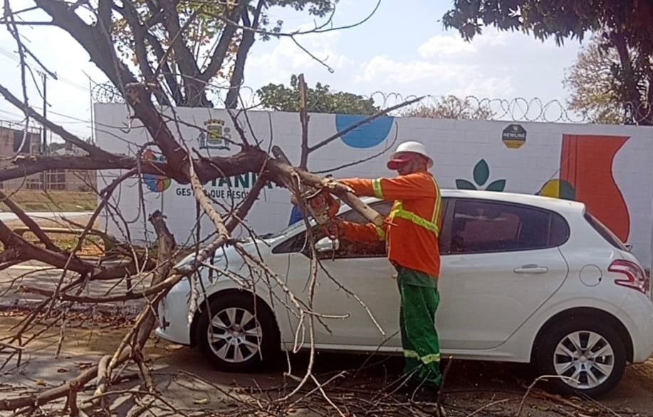 Rajadas de vento derrubam árvores e atingem carros em Goiânia